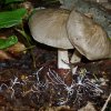 Megacollybia platyphylla, Breitblättriger Rübling